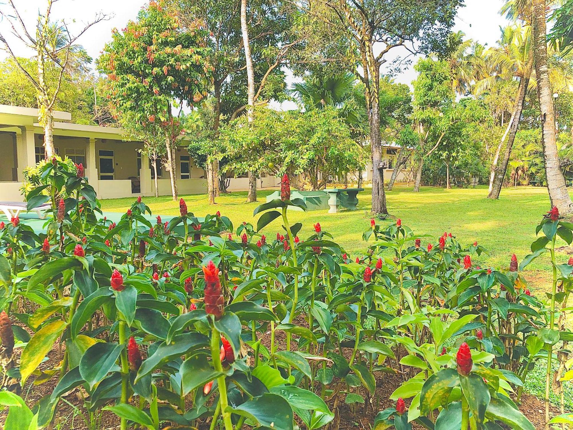 Paradise Garden Beruwala Eksteriør bilde